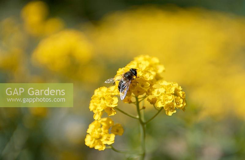 Bee on Aurinia saxatilis