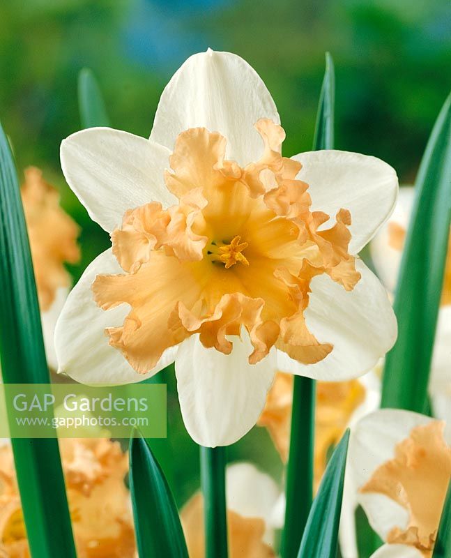 Narcissus Split-Corona Orangery