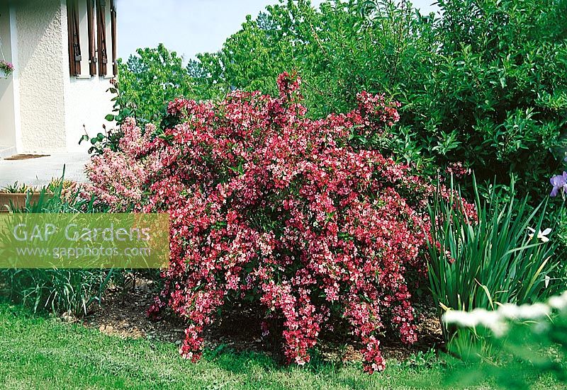 Weigela Carnaval ® Courtalor