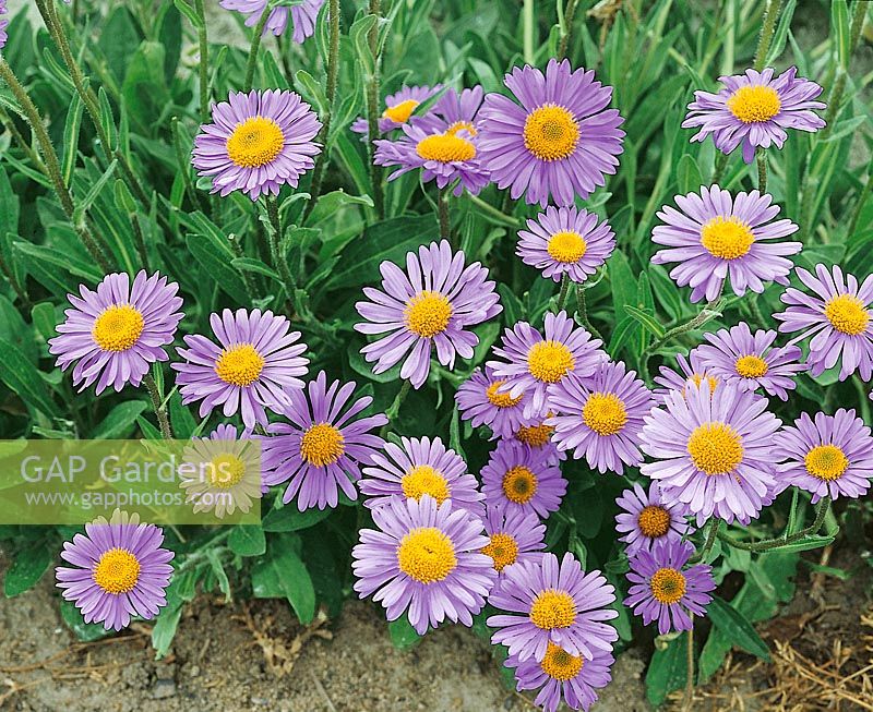 Aster Berggartenzwerg