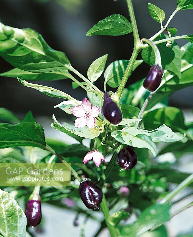 Peperoni / Capsicum annuum Hot Purple