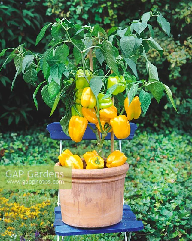 Capsicum annuum Multi Paprika in pot