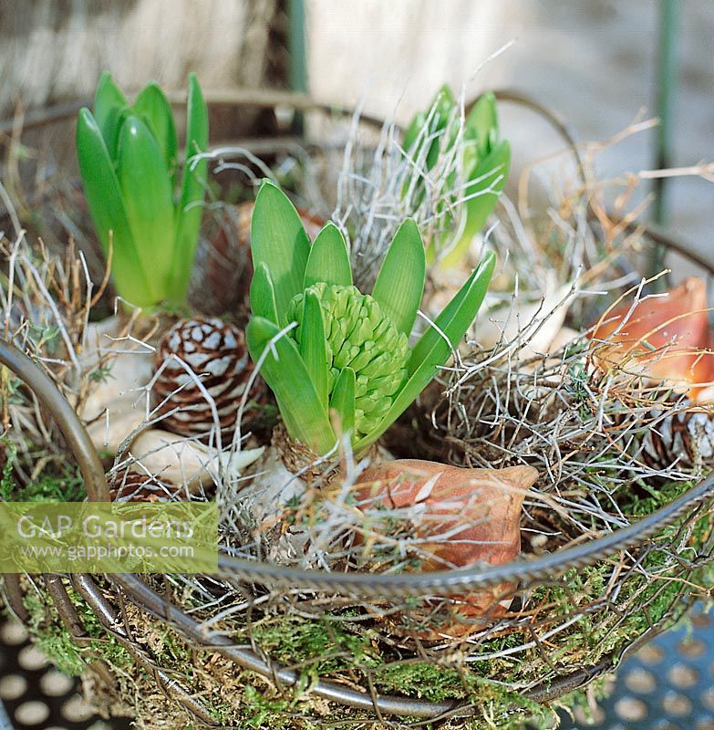 Adventsgesteck aus Moos in Drahtschale mit Hyacinthe