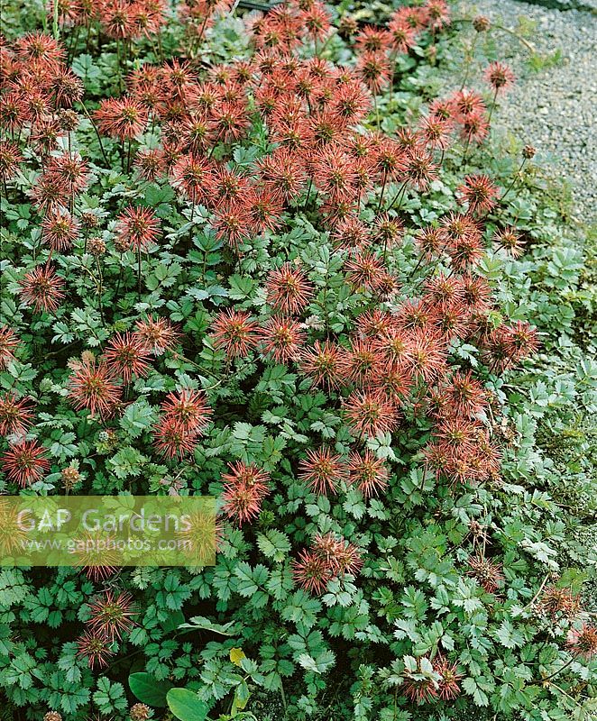 Acaena novae-zelandiae