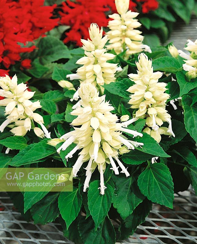 Salvia splendens Salsa White