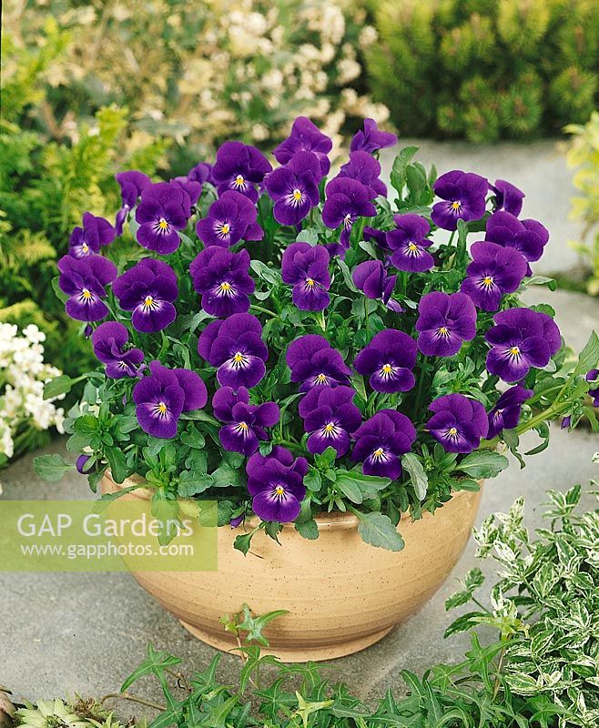 Viola cornuta Violet Flair in pot