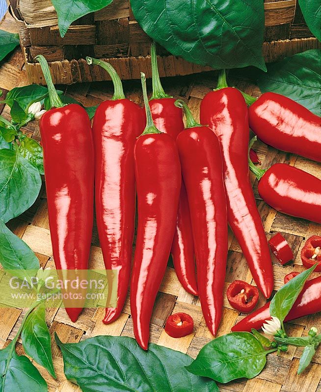 Peperoni / Capsicum frutescens red