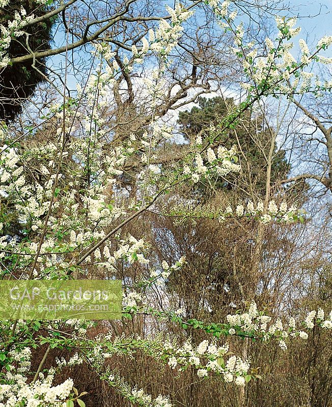 Prunus padus