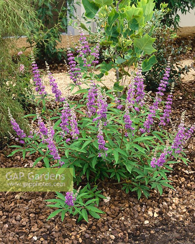 Vitex agnus-castus