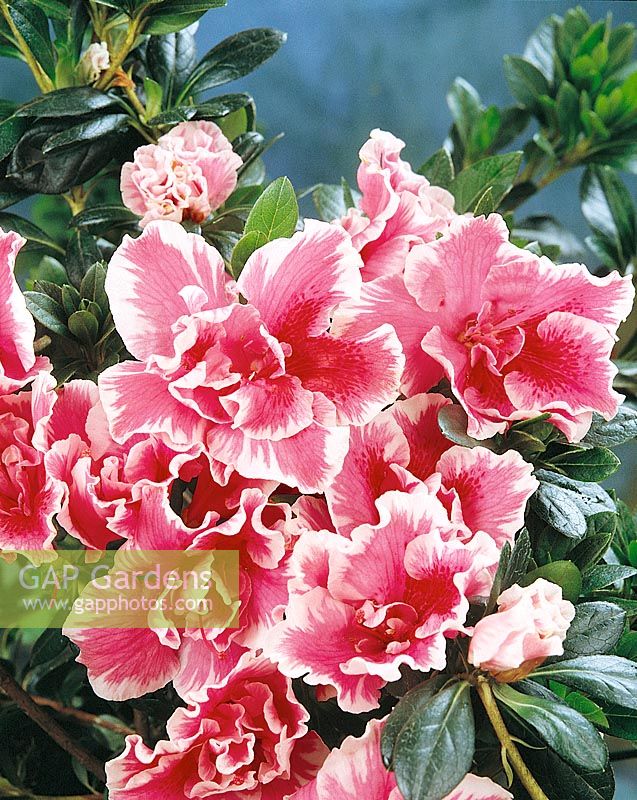Rhododendron De Waele's Favourite (Azalea)