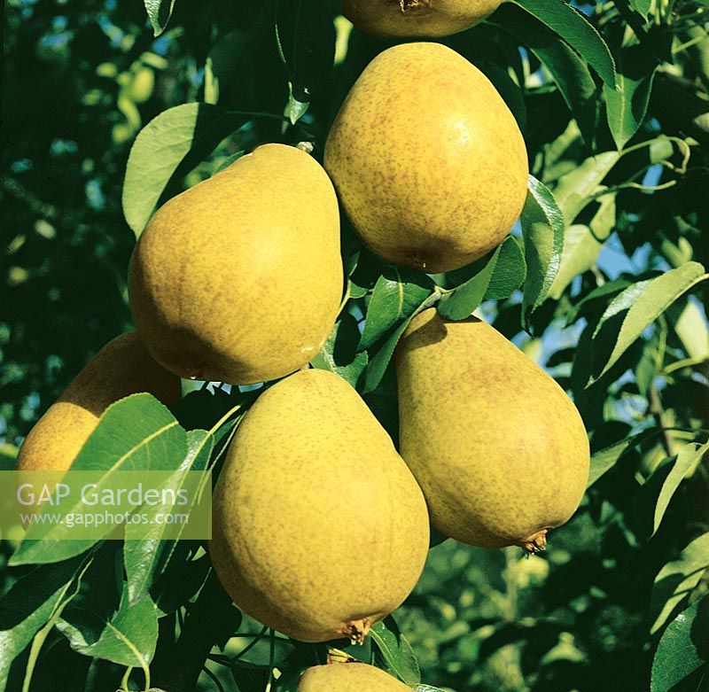 Pyrus communis  Frühe von Trévoux