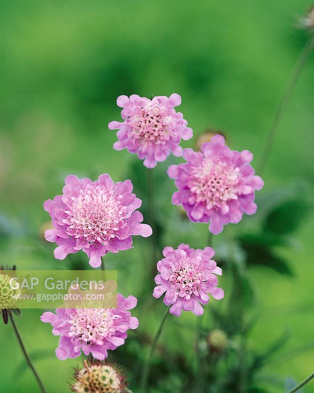 Cephalaria alpina