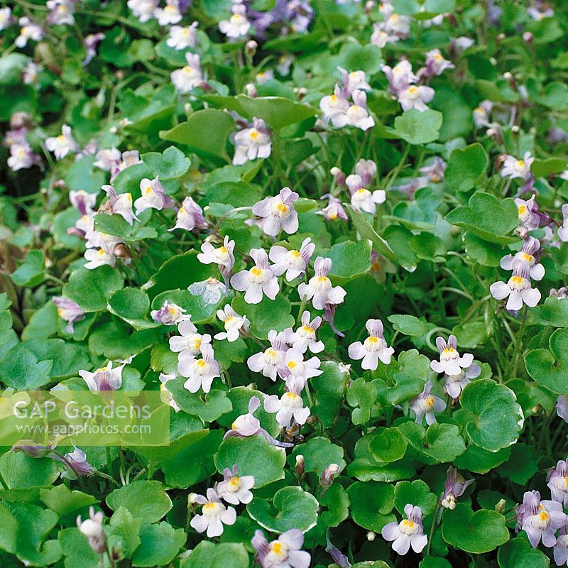 Cymbalaria muralis