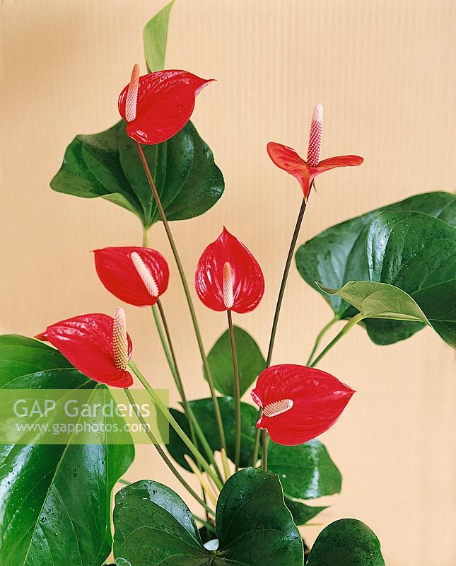 ANTHURIUM ANDREANUM ANDES