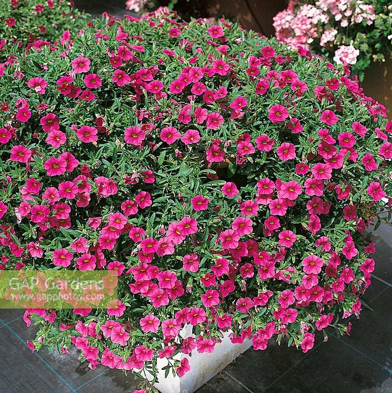 Calibrachoa Celebration Rose in pot