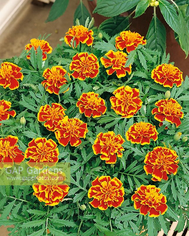 Tagetes patula Bonanza Flame Improved