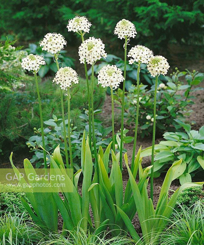 Ornithogalum saundersii