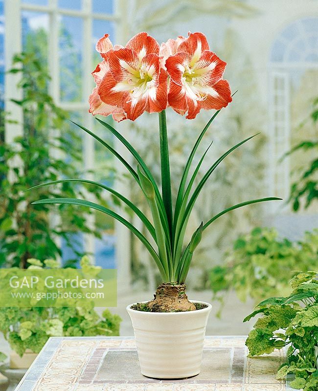 Amaryllis Minerva im Topf