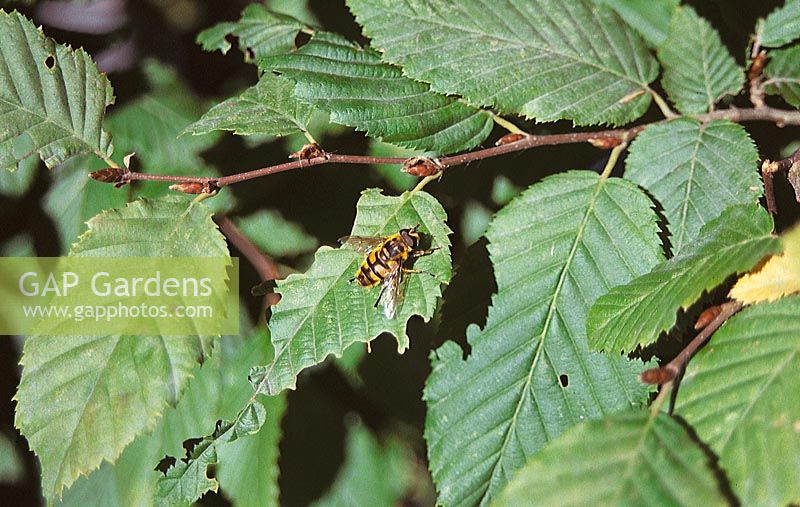 Schwebefliege / Syrphus ribesii