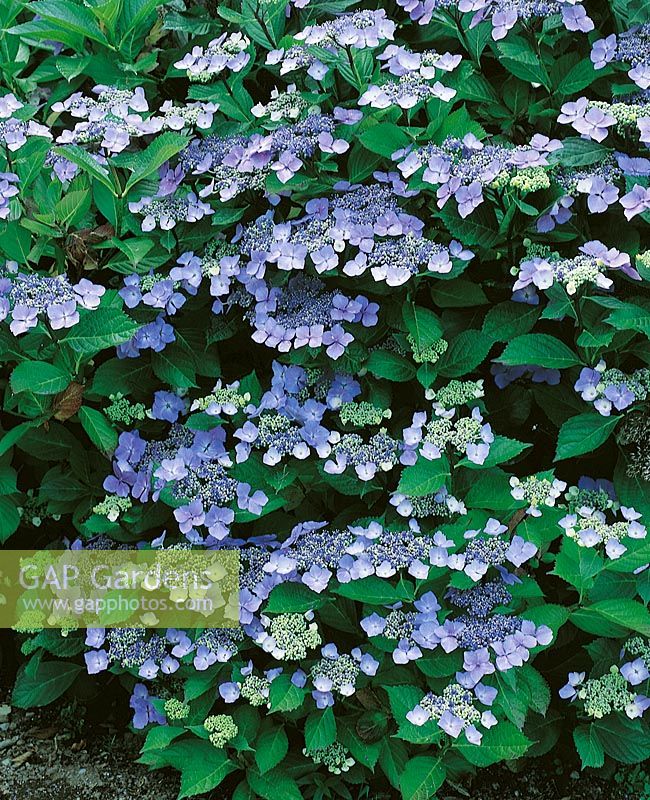 Hydrangea Teller Blue