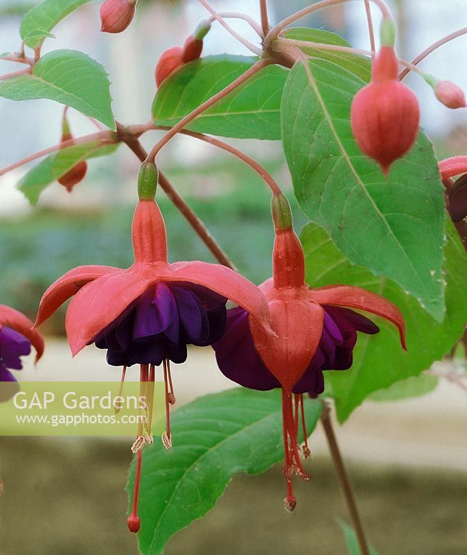 FUCHSIA ABUNDANCE (DOUBLE)