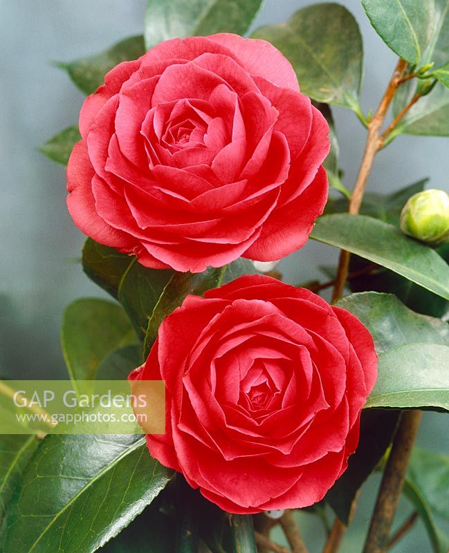 Camellia Ed Combatalade