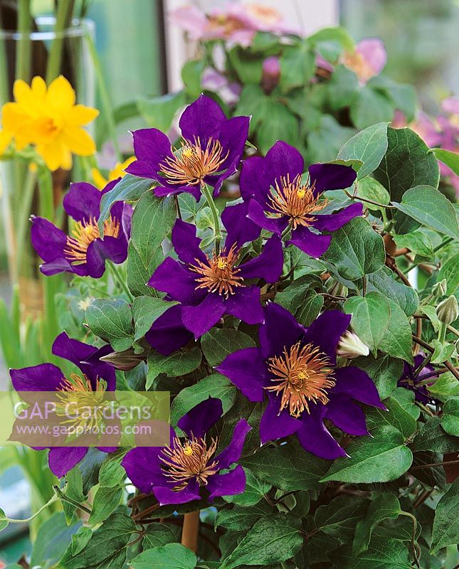 Clematis Picardy ™ Flora ™ Evipo024 (N)