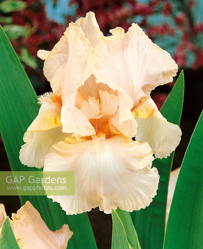 Iris x germanica Feminine Charm