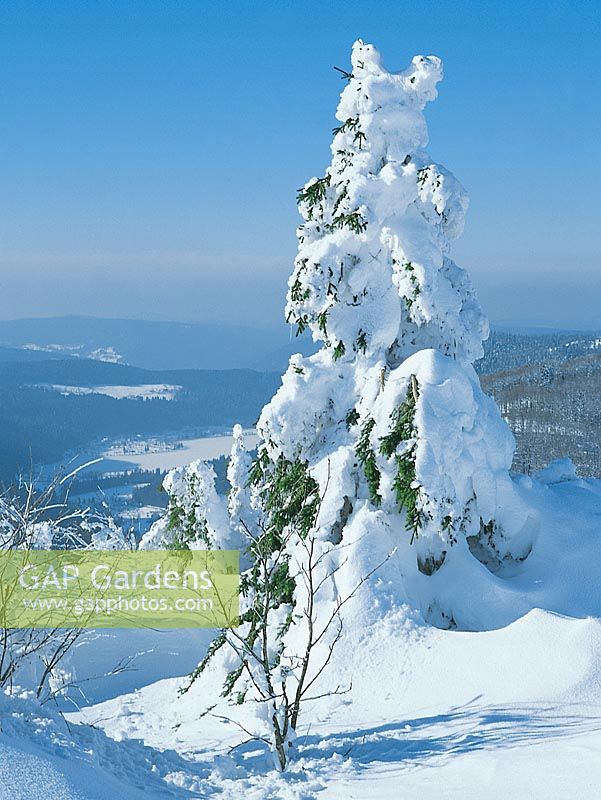 Winter scenery with conifer in snow