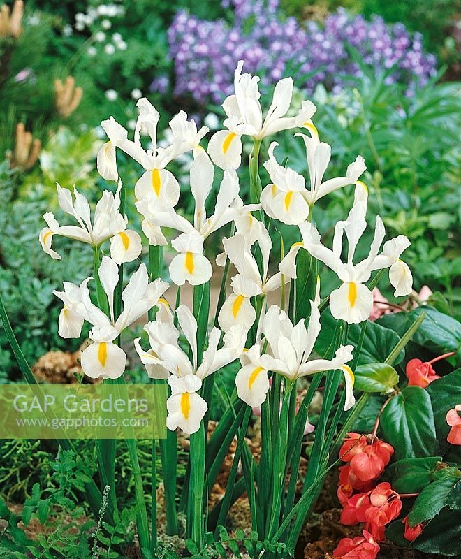 Iris x hollandica White Wedgewood