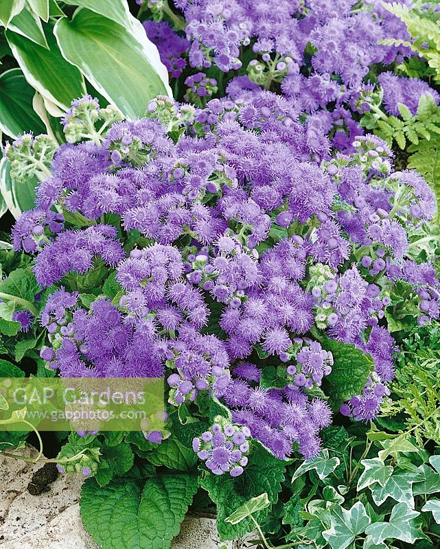 Ageratum houstonianum blue