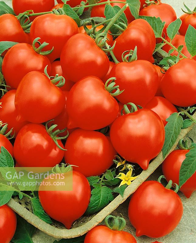 Tomate / Lycopersicon esculentum Jubileum von Tarasenko