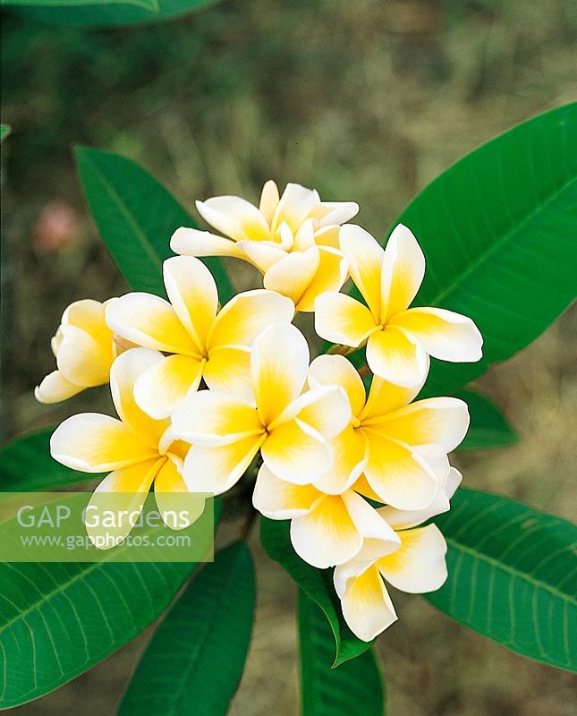 Plumeria Yellow White Edges