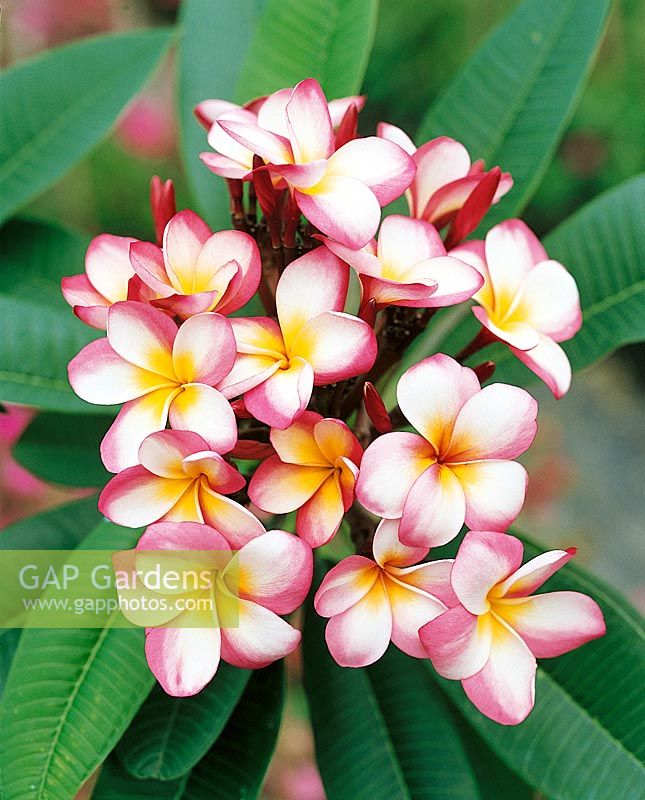 Plumeria Housten GEM