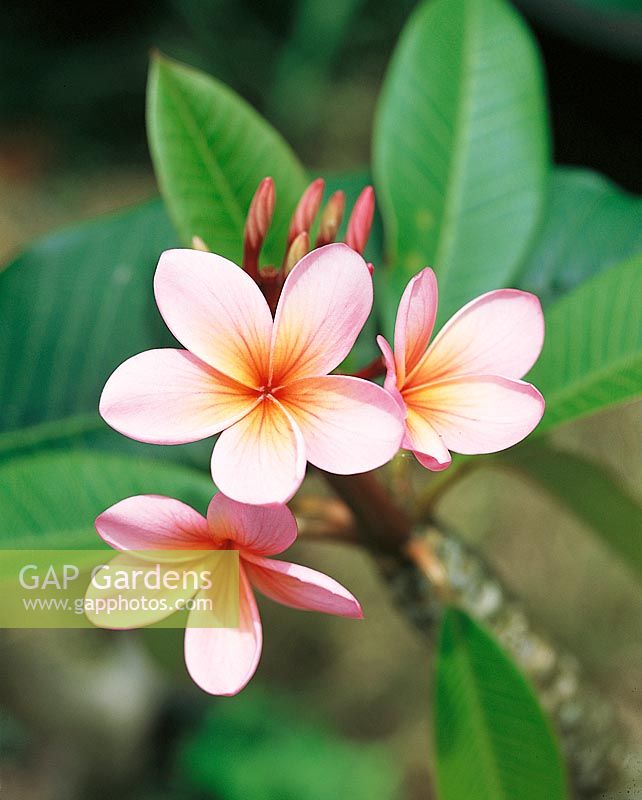 Plumeria Tintenbar Pink