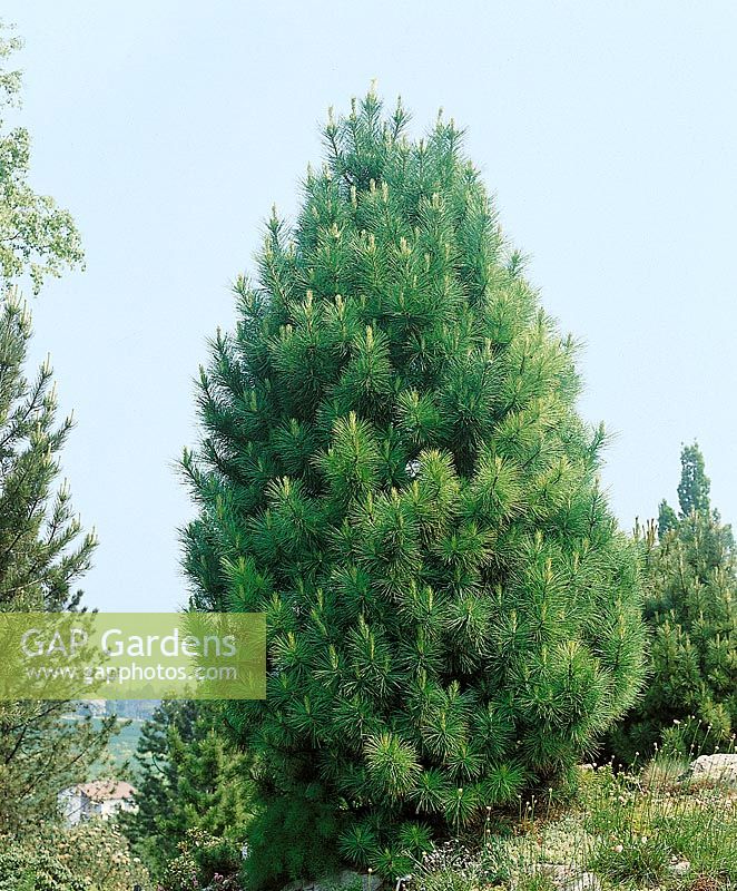 Pinus cembra Pygmaea