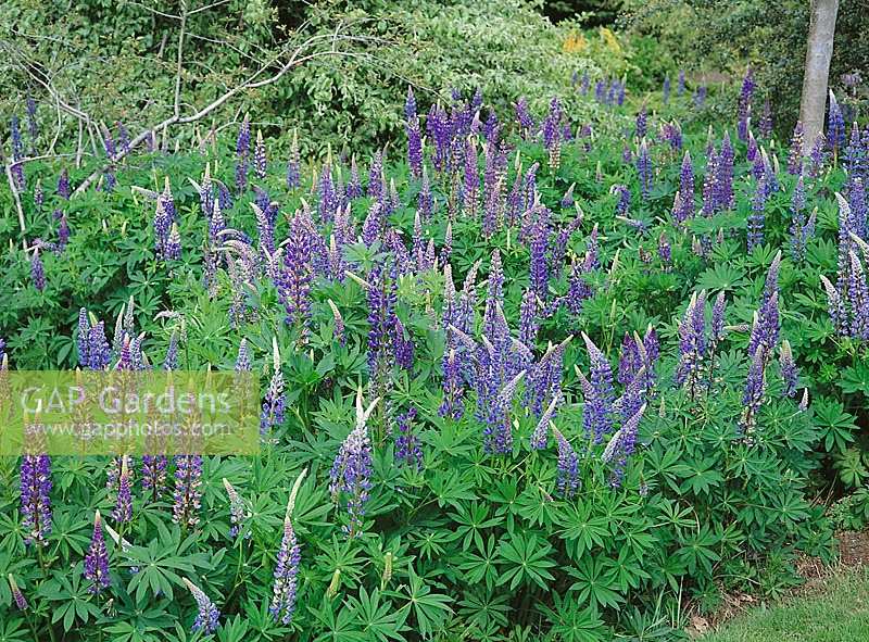 Lupinus-Polyphyllus-Hybriden blue