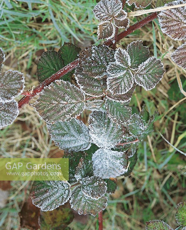 Winter / Rubus Blätter mit Raureif