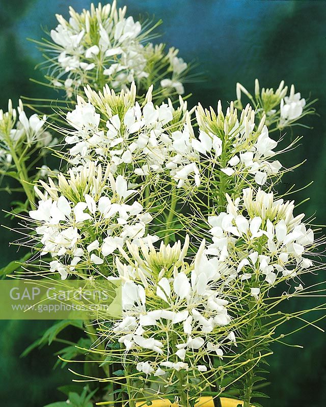 CLEOME spinosa Experimental White