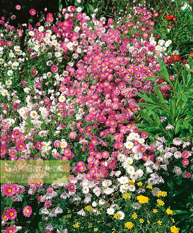 Helipterum roseum Pinky