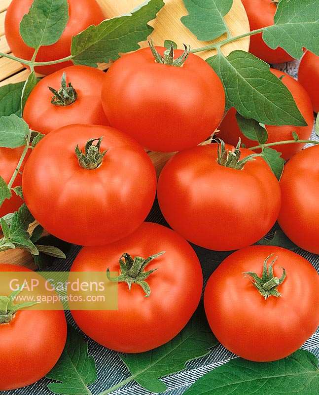 Tomate / Lycopersicon esculentum Moskauer Osennij