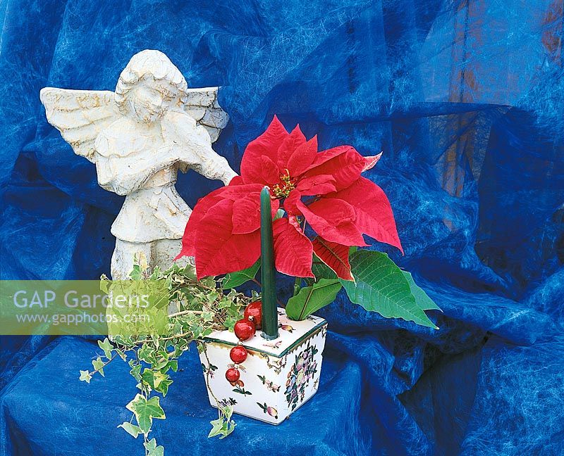 Weihnachten Arrangement / Dekoration / Euphorbia