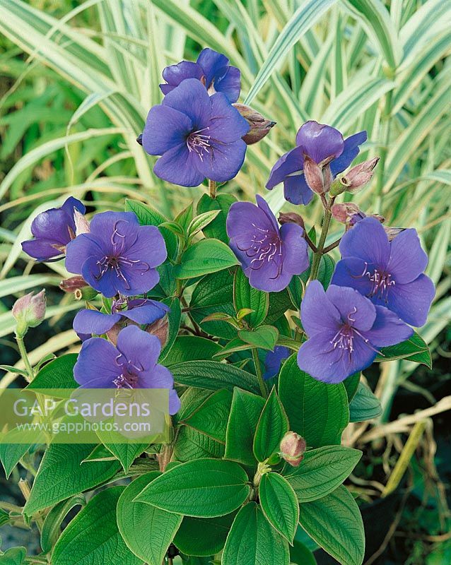 Tibouchina urvilleana