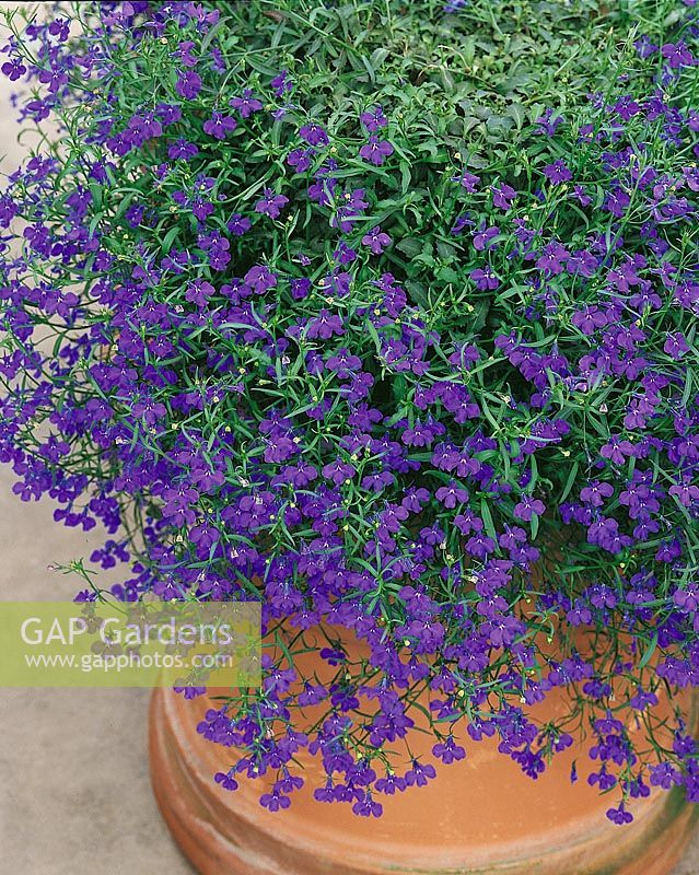 Lobelia Temptation Dark Blue / Patio