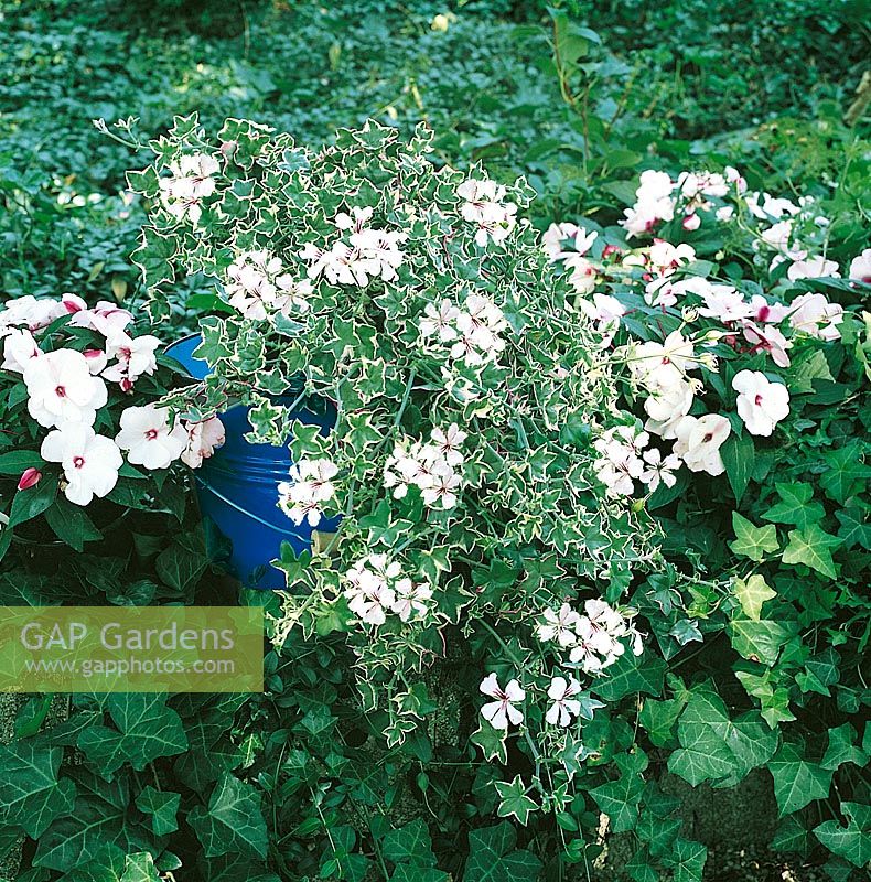 Pelargonium peltatum Exotica Cascade White