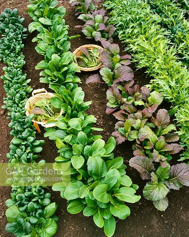 Brassica rapa subsp. nipposinica Asian salad mix