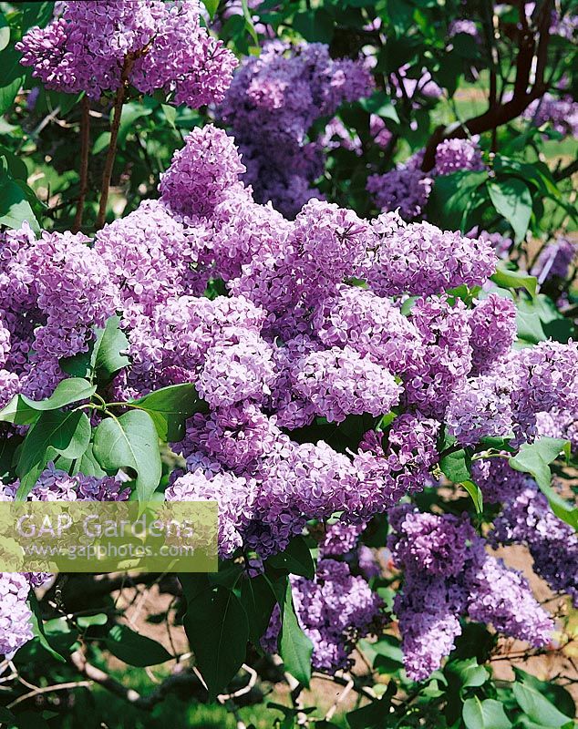 Syringa vulgaris Ruhm von Horstenstein