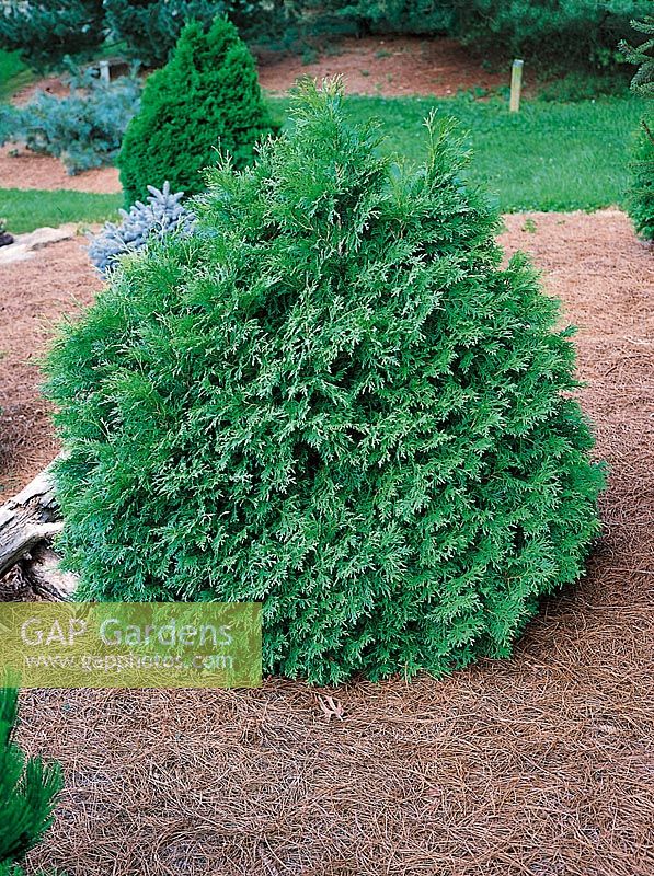 THUJA occidentalis Recurvata