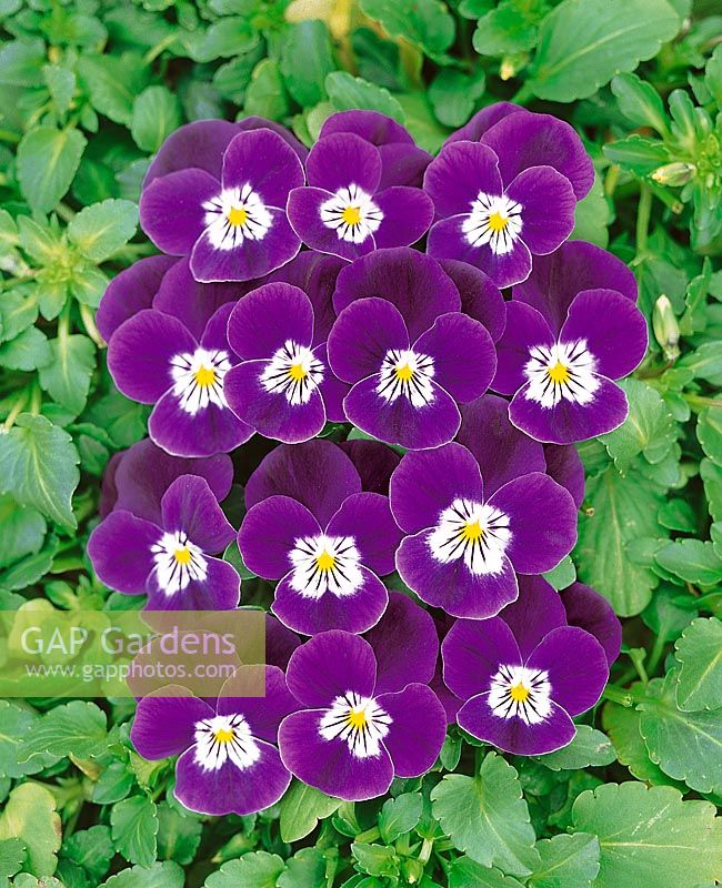 VIOLA Skippy Purple Bright Eye