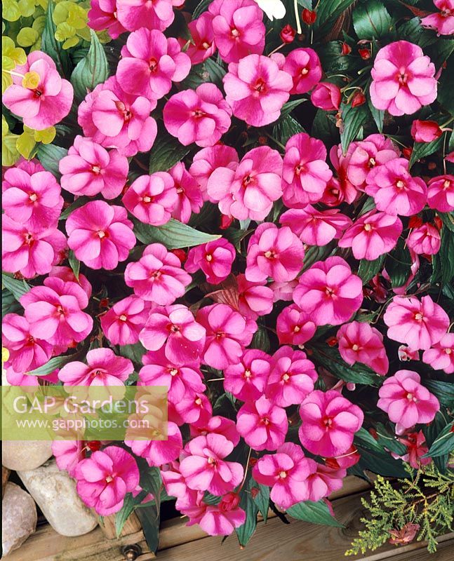 Impatiens New Guinea Paradise Improved Guadeloupe